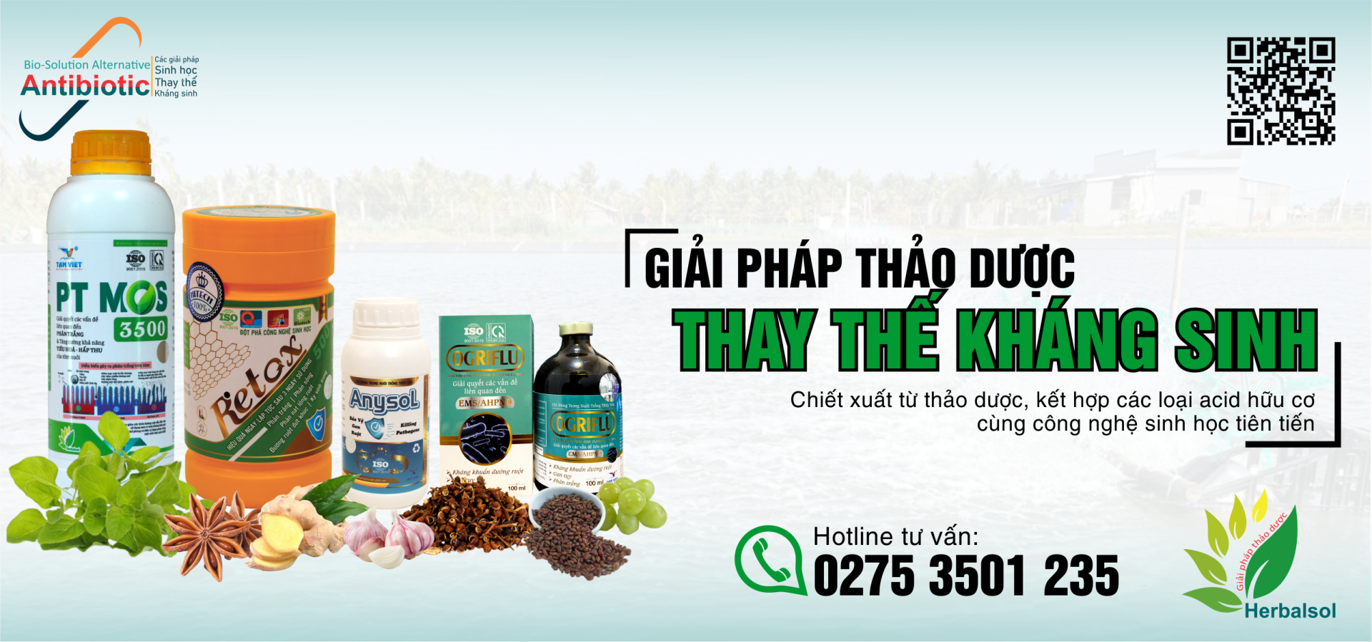 Thảo dược thay thế kháng sinh